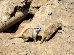 -秦皇岛野生动物园