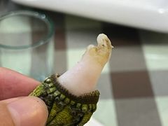 -梅子大排档