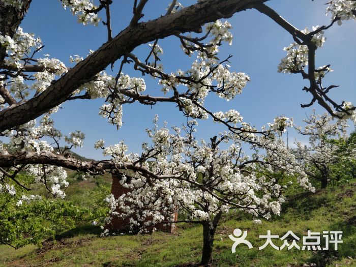 梨花谷-图片-抚顺县周边游-大众点评网