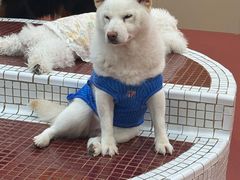 -和它·交个朋友·狗咖猫咖(爱琴海店)