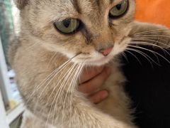 -猫小院猫主题咖啡厅(北锣店)
