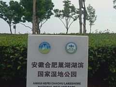 -合肥滨湖国家森林公园