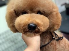 -小尾巴宠物店(万科·金域华庭店)