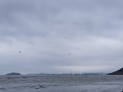 -北岐滩涂