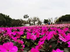 -松山湖梦幻百花洲