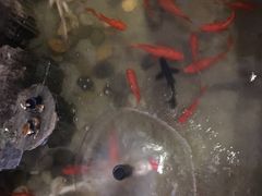 金鱼-醉湘厨艺(才华街店)
