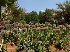 -昆明植物园