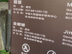 -都江堰中华大熊猫苑