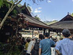 -野象谷景区