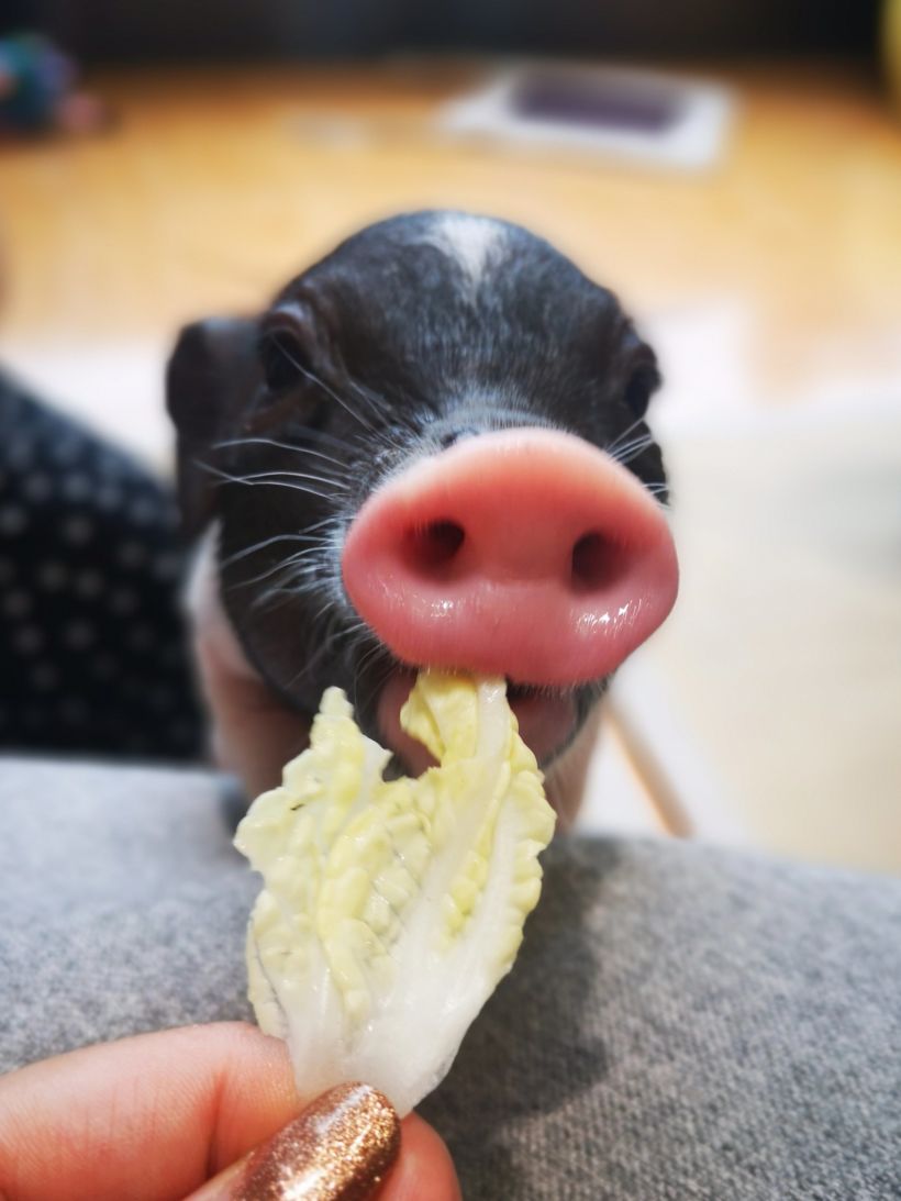 猪猪便当(猪食)