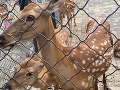 -长白岛森林公园