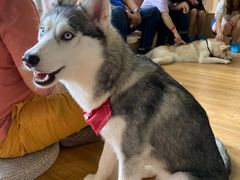 -Husky Go! 哈士奇体验馆·宠物咖啡厅狗咖