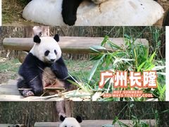 -广州长隆野生动物世界
