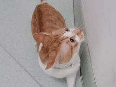 -汪喵宠物医院·骨科心脏影像·犬猫急重症ICU诊疗中心(成华分院)