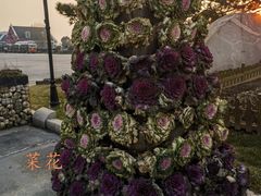 -荷兰花海