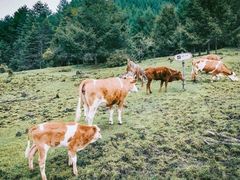 -硗碛藏寨·神木垒景区