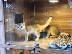 -猫十亿·布偶金渐层·曼基康矮脚猫舍(青年路店)