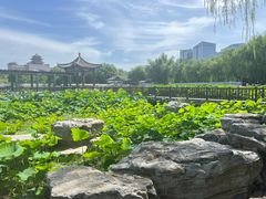 -莲花池公园