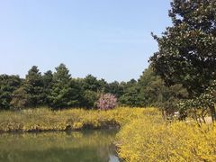 -上海滨江森林公园