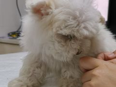 -宠颐生汉谟拉比宠物医院