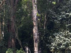 -槟城植物园