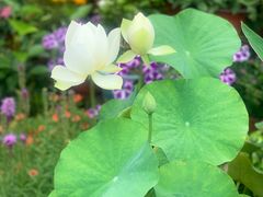 -苏城小院·园林精致苏州菜(斜塘老街店)