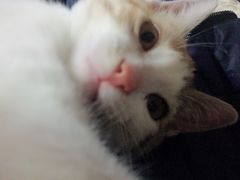 -爱侣宠医·鹦鹉专科·小型哺乳类·异宠专科(灵石路店)