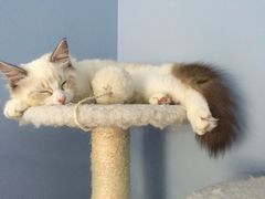 -喵的天空名猫咖啡馆·撸猫·猫舍·用品