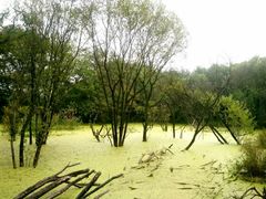 -西湖风景区-江洋畈生态公园