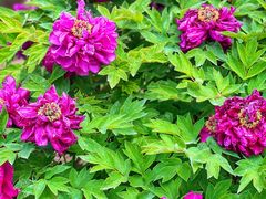 -永定河休闲森林公园