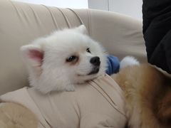 -怪兽屋·羊驼·猫咖·狗咖(俊华广场店)