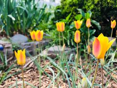 -国家植物园南园