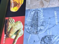 -上海昆虫博物馆