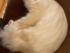 -猫小院猫主题餐厅(三里屯店)