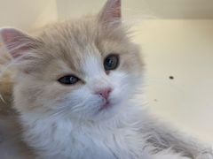 -小猫来了·猫舍(红山六九七九店)