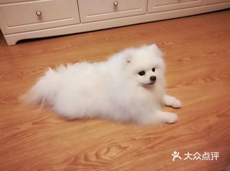 看到好多朋友都在晒自家的狗狗，我也送上乖狗一枚