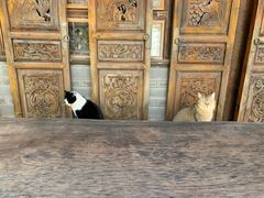 -喵屿·大理花园猫咖