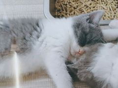 -飞行喵MR PILOT|猫舍·猫咖(静安大融城店)