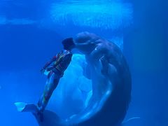 -海合安武汉极地海洋公园