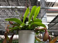 -龙大花卉苗木市场