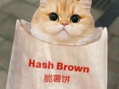 -欣宠猫屋·矮脚拿破仑·蓝金金渐层