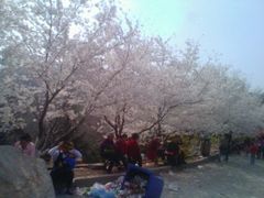 android_upload_pic-樱花山风景区