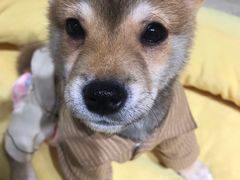 -逗柴咖啡屋·狗咖猫咖宠物桌游