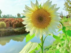 -花开海上生态园