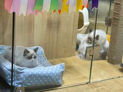 -藏猫猫咖啡主题馆(中央大道店)