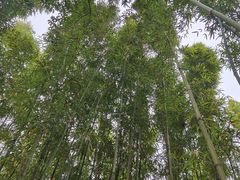 -柳侯公园