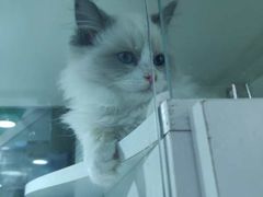 -李小姐の猫咖啡馆(五角场店)