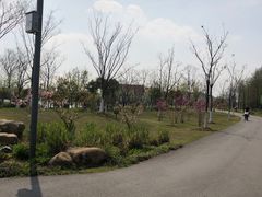 -上海长兴岛郊野公园