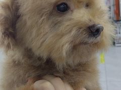 -达爱动物医院·犬猫分区·CT·复杂眼科(远洋山水分院)