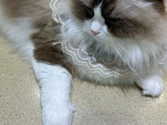 -藏猫猫咖啡主题馆(中央大道店)